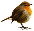 birdy